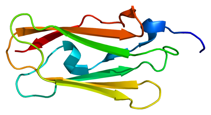 File:Protein FLNC PDB 1v05.png