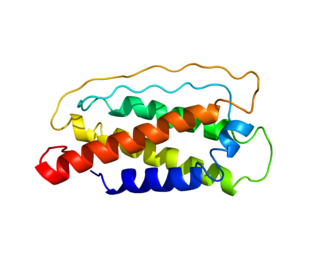 Interleukin 7 Growth factor secreted by stromal cells in the bone marrow and thymus.