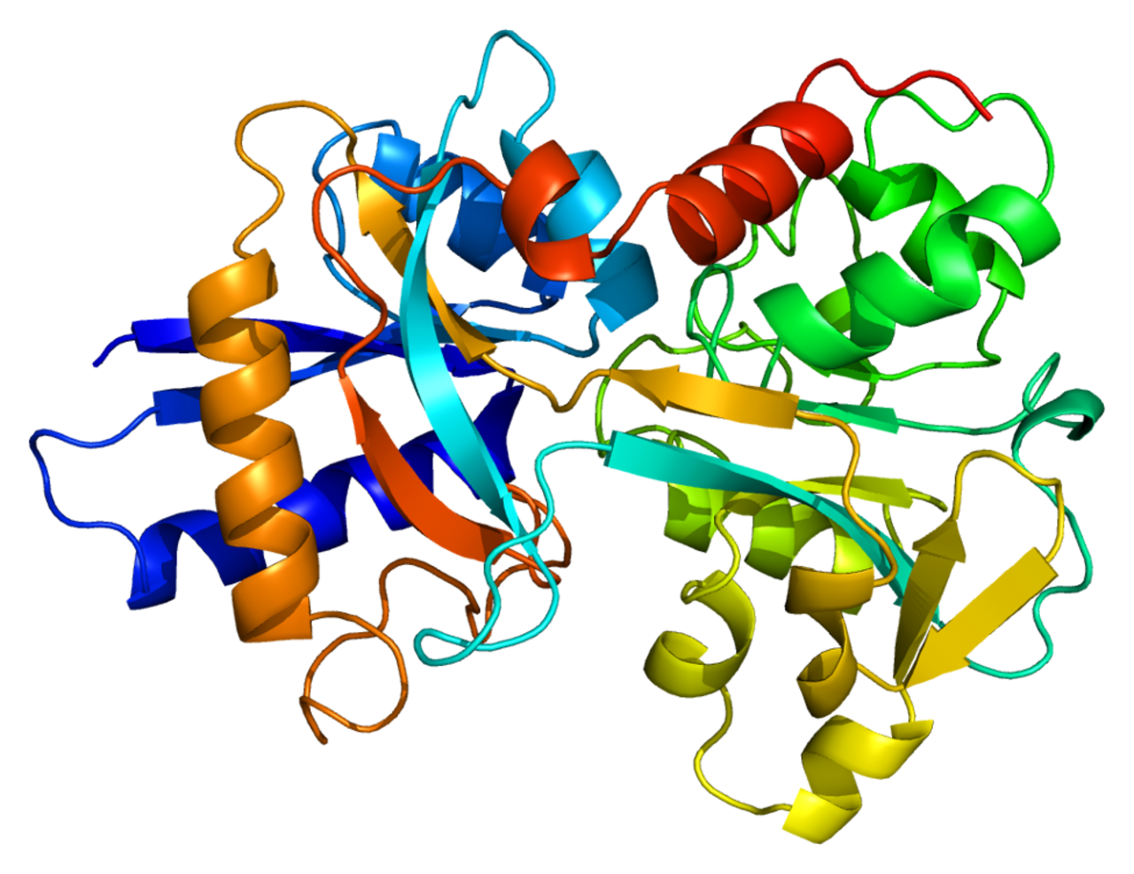 Глобулин это. Трансферрин глобулярный белок. Трансферрин церулоплазмин. Бета-глобулины гамма-глобулины. Глобулин связывающий пол гормоны.