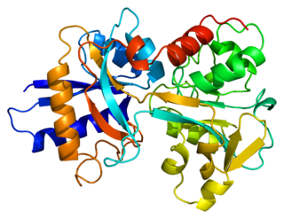 <span class="mw-page-title-main">Transferrin</span> Mammalian protein found in Homo sapiens