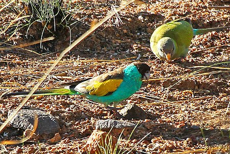 Psephotus dissimilis -Australia -pair-8.jpg