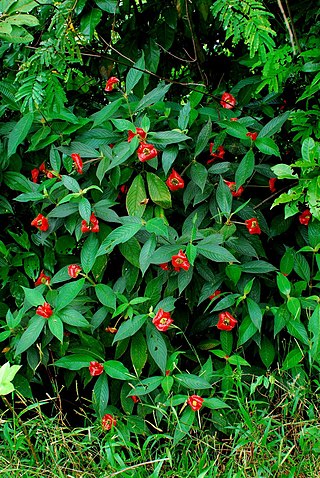 <i>Palicourea tomentosa</i> Species of plant