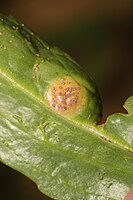 Tuberculina persicina op Puccinia dioicae var. extensicola op zulte