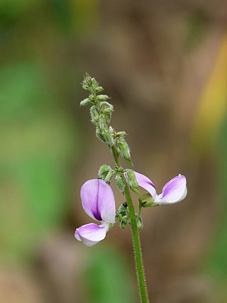 <i>Pueraria</i> Genus of legumes