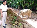 ☎∈ A tame wild boar on Pulau Ubin and its keeper.