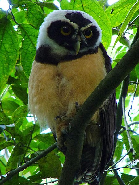 File:Pulsatrix perspicillata -Manizales, Caldas, Colombia-8 (1).jpg