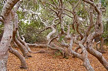 Pygmy coast live oaks in elfin forest, California Pygmy oak forest on Morro bay estuary.jpg
