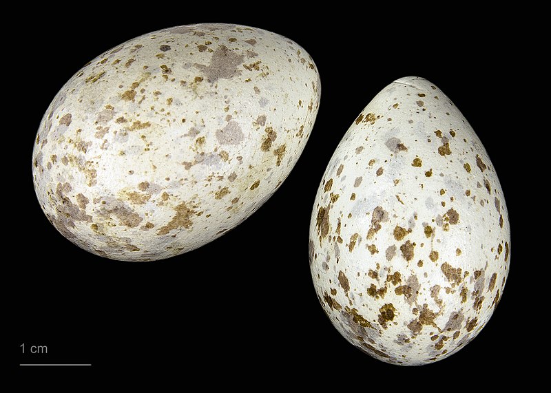 File:Pyrrhocorax pyrrhocorax pyrrhocorax MHNT.ZOO.2010.11.171.7.jpg