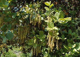 <i>Quercus aquifolioides</i> Species of plant in the genus Quercus