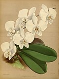 Thumbnail for Phalaenopsis × leucorrhoda