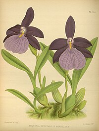 plate 364 Miltonia spectabilis var. moreliana Miltonia moreliana