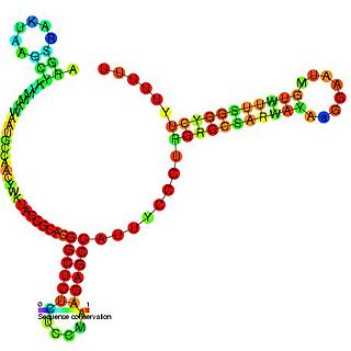 <span class="mw-page-title-main">RyeB RNA</span>