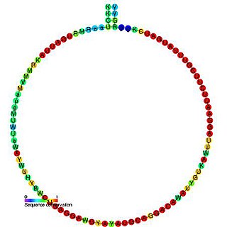 Small nucleolar RNA snR57