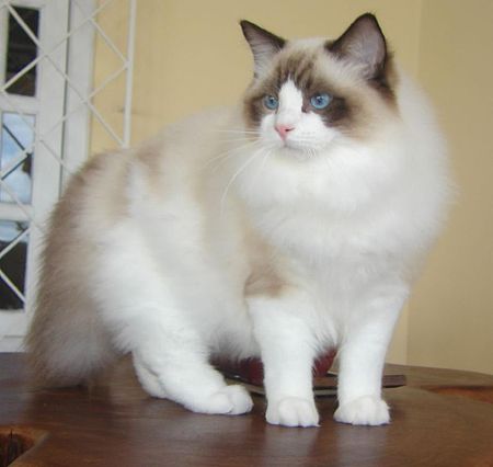 Ragdoll from Gatil Ragbelas.jpg