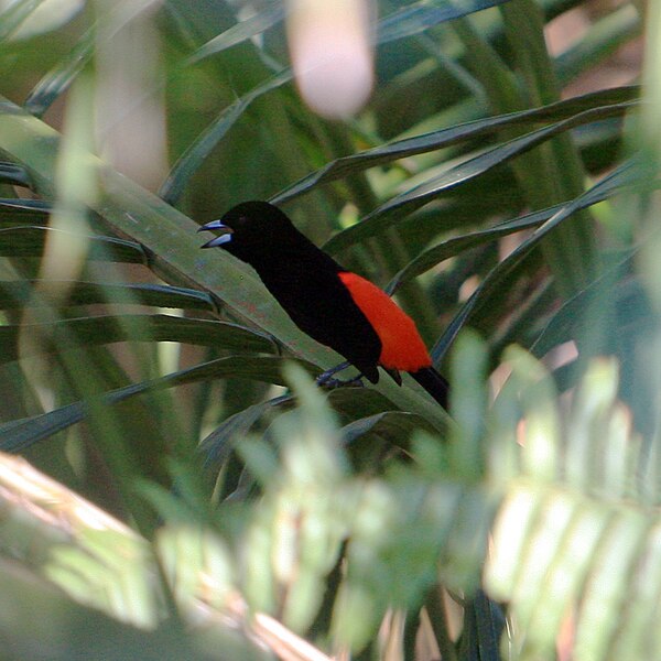 File:Ramphocelus costaricensis -Costa Rica-8.jpg