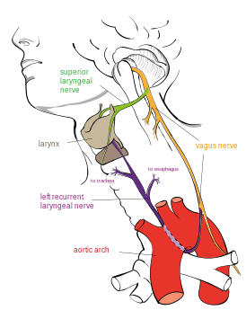 Расположение блуждающего (отмечен желтым) и возвратного гортанного (фиолетовым) нервов.
