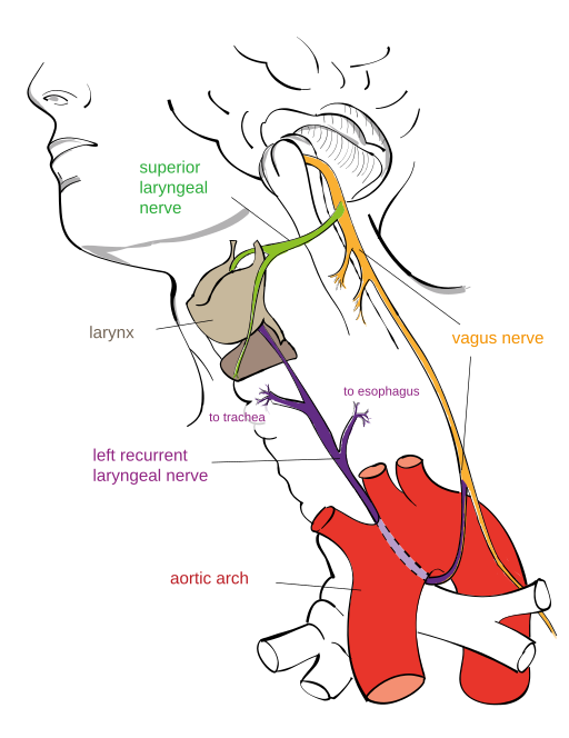 The 12 Cranial Nerves And Their Functions Medical Library