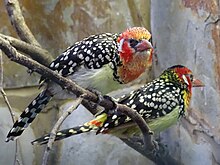 Red-and-yellow Barbet 1.JPG