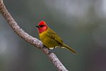 Thumbnail for Red-headed tanager