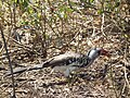 Red billed hornbill Tockus erythrorhynchus in Tanzania 3666 Nevit.jpg