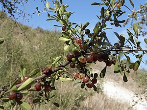 Rhamnus lycioides fruits.JPG