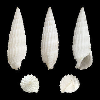 <i>Rhinoclavis aspera</i> Species of gastropod