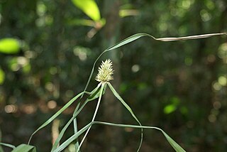 <i>Rhynchospora cephalotes</i> Species of plant