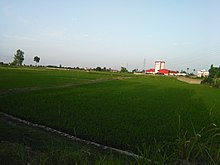 Rice farm in Galeshkola.jpg
