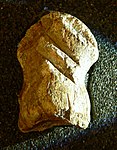 Riesenhirschknochen der Einhornhöhle c. 49,000 BC; Megaloceros kashi; Einhornhöhle, Jamus