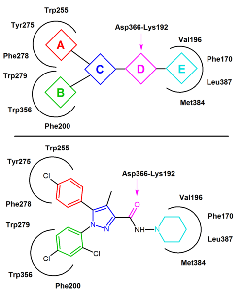 File:Rimonabant Pharmacophore.png