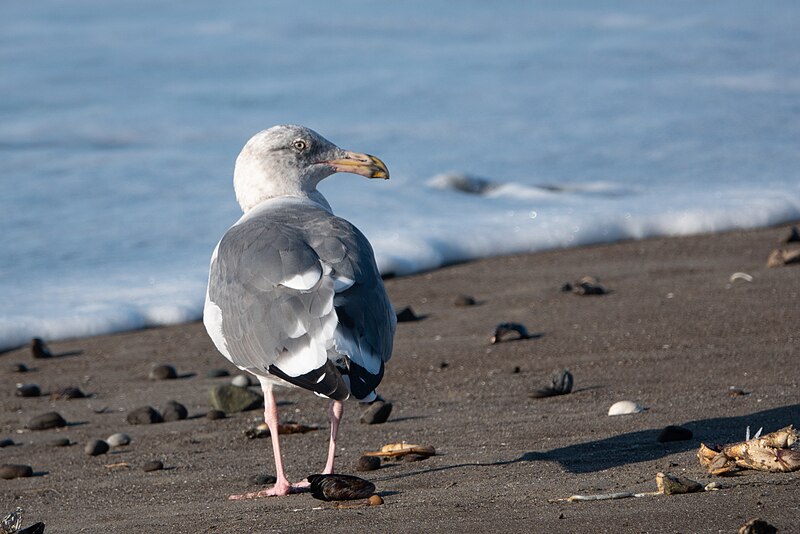 File:Ring-billed Gull (immature) Stinson Beach CA 2018-09-20 08-33-46 (31823036728).jpg