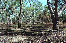 Coolibah woodland on a floodplain in Northern Australia Riparian eucalyptus coolabah savanna.jpg