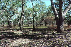 Description de l'image Riparian eucalyptus coolabah savanna.jpg.