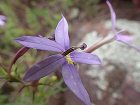 Rock Isotoma - Isotoma axillaris 01.jpg