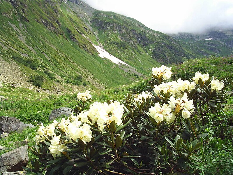 File:Rododendron1.jpg