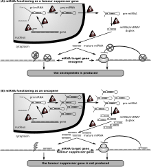 miRNA-324-5p targets multiple oncogenes, contributing to both tumorigenesis and tumor suppression in different cancers. Role of miRNA in a cancer cell.svg