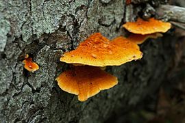 Pycnoporellus fulgens