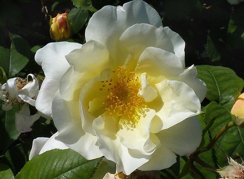 File:Rosa 'Windrush' J1.jpg