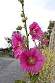 Alcea Rosea