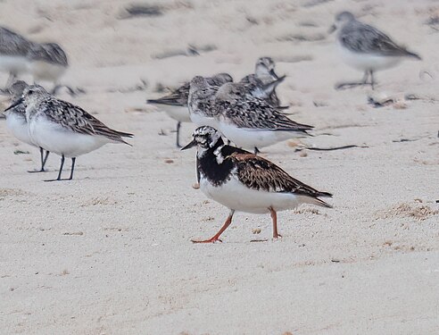 Ruddy turnstone in Quogue