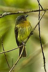 Rufous-breasted flycatcher