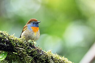 <span class="mw-page-title-main">Rufous-gorgeted flycatcher</span> Species of bird