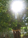 Thumbnail for Sacred Nagi Tree of Kumano Hayatama Taisha