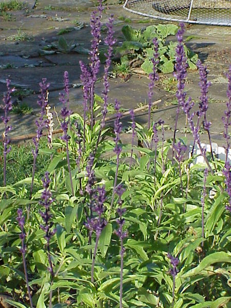 Salvia_farinacea