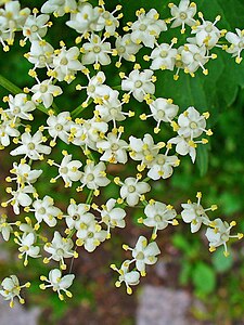 Sambucus nigra Flowers