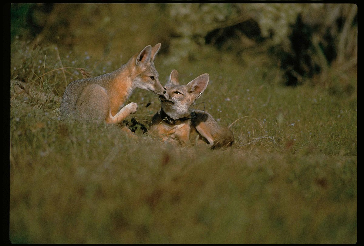 Американская лиса. Американская лисица. Калифорнийская лиса. Kit Fox животное.