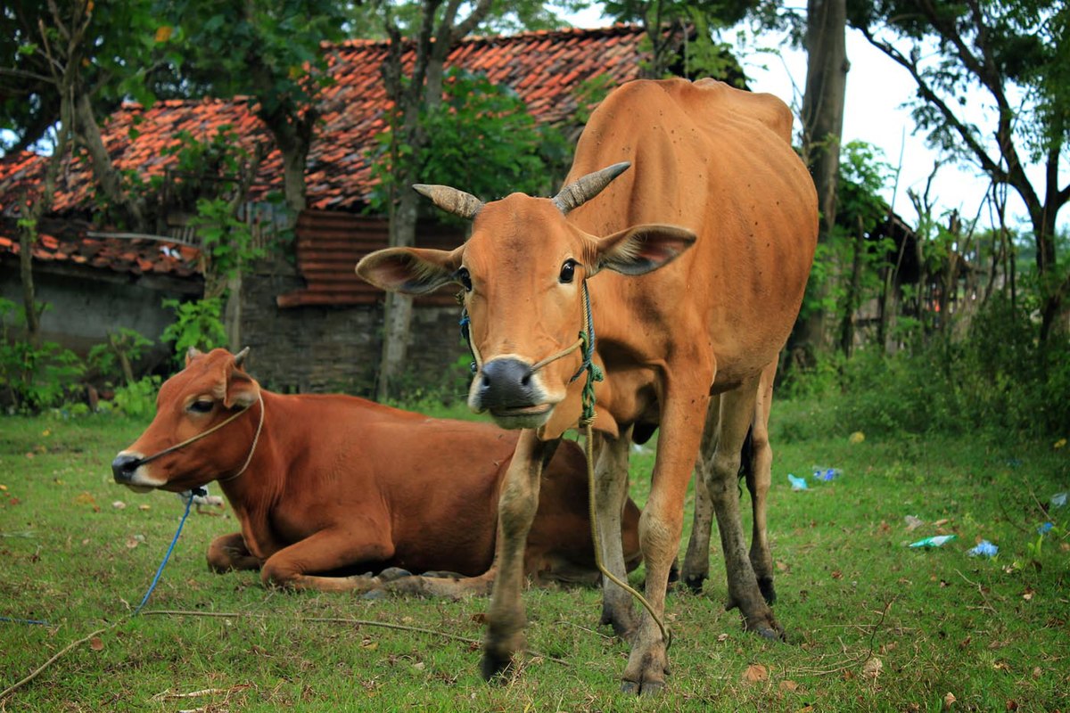 Madura cattle Wikipedia