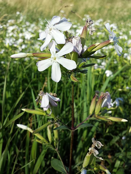 File:Saponaria officinalis sl11.jpg