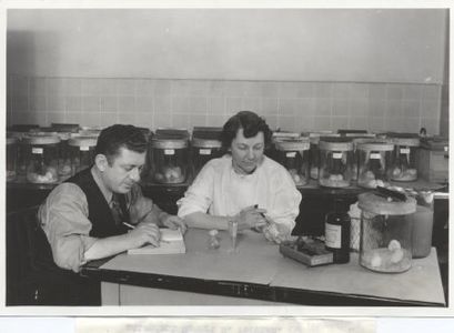 Sara Branham inoculant un antisérum à une souris pour déterminer s'il la protégerait contre la méningite, assistance de Robert Forkish, 1937