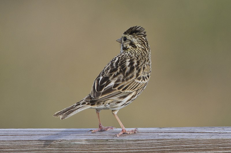 File:Savannah sparrow robert scherer state park fl feb (14104756999).jpg